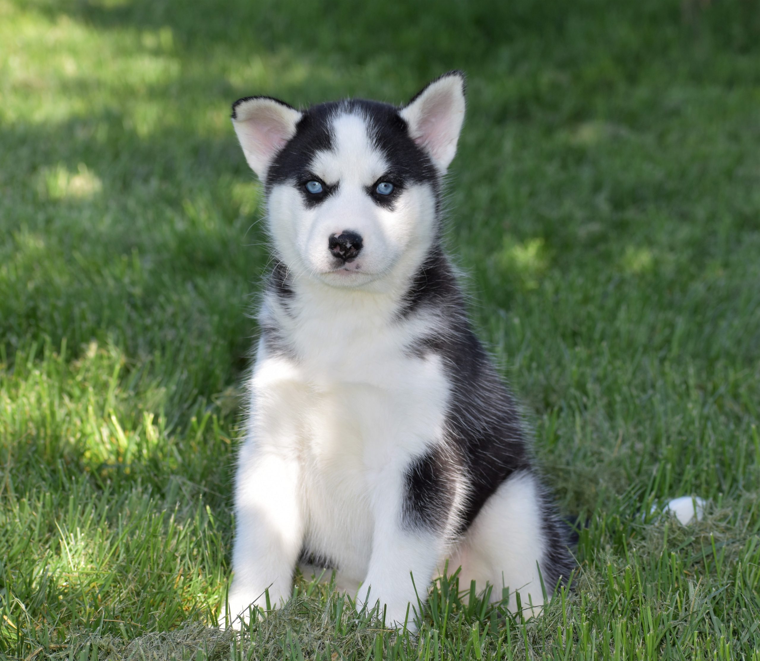 Siberian Husky Puppies in Michigan, Chicago, Indianapolis - Foxwood K9