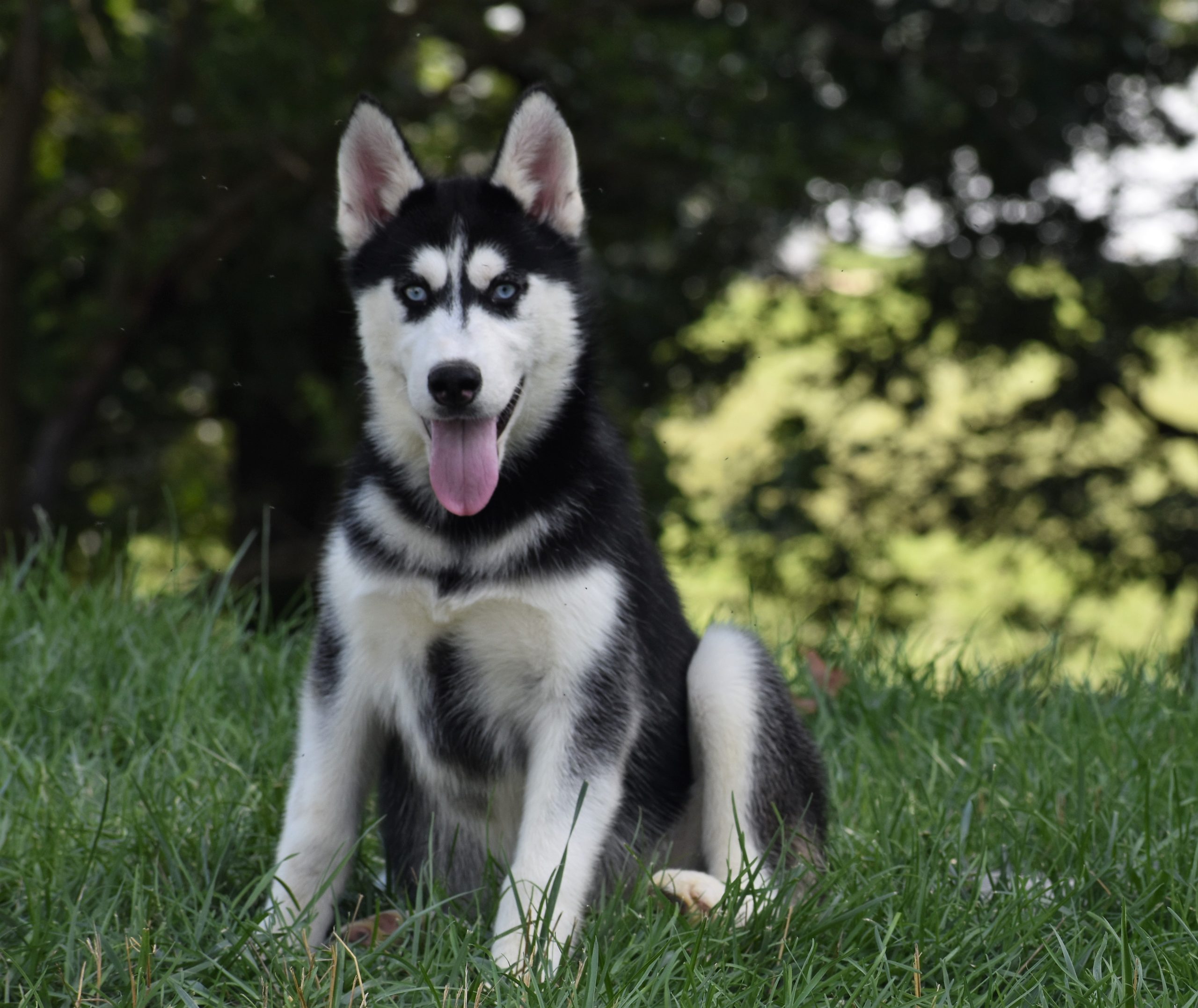 Siberian Husky Puppies in Michigan, Chicago, Indianapolis - Foxwood K9